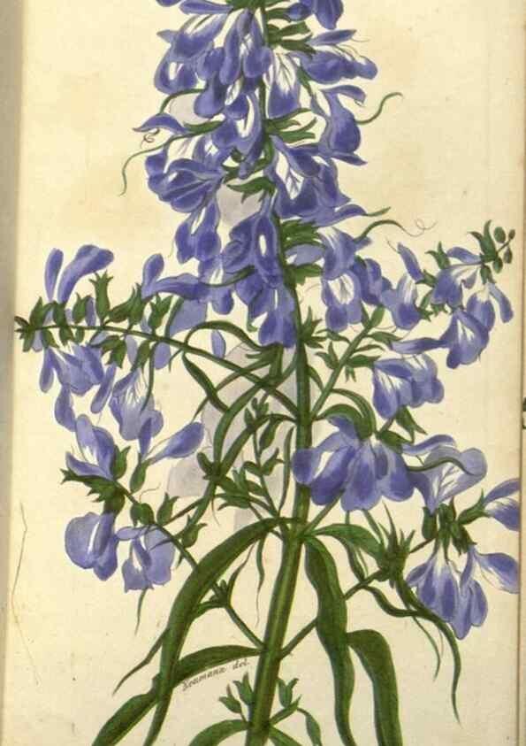 Reproducción/Reproduction 49647877617: Revue horticole.. Paris :Librairie agricole de la maison rustique,1829-1974.. 