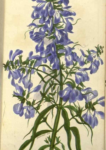 Reproducción/Reproduction 49647877617: Revue horticole.. Paris :Librairie agricole de la maison rustique,1829-1974.. 