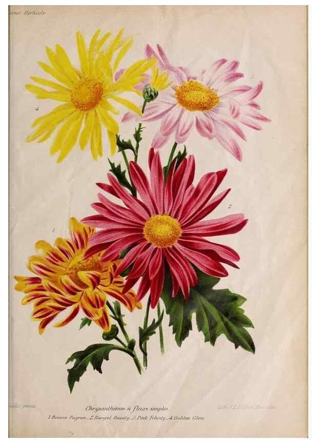 Reproducción/Reproduction 49643688686: Revue horticole.. Paris :Librairie agricole de la maison rustique,1829-1974.. 