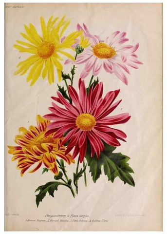 Reproducción/Reproduction 49643688686: Revue horticole.. Paris :Librairie agricole de la maison rustique,1829-1974.. 
