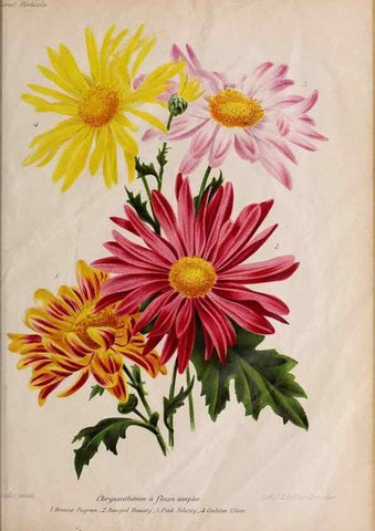 Reproducción/Reproduction 49643688686: Revue horticole.. Paris :Librairie agricole de la maison rustique,1829-1974.. 