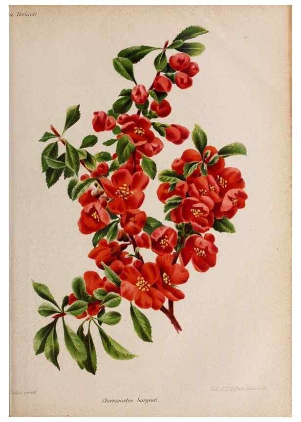 Reproducción/Reproduction 49643162263: Revue horticole.. Paris :Librairie agricole de la maison rustique,1829-1974.. 