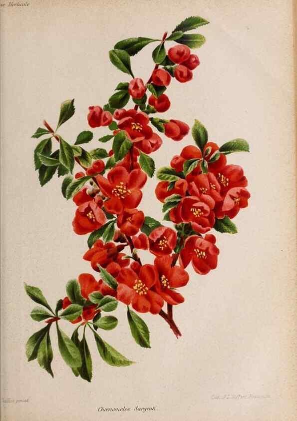 Reproducción/Reproduction 49643162263: Revue horticole.. Paris :Librairie agricole de la maison rustique,1829-1974.. 