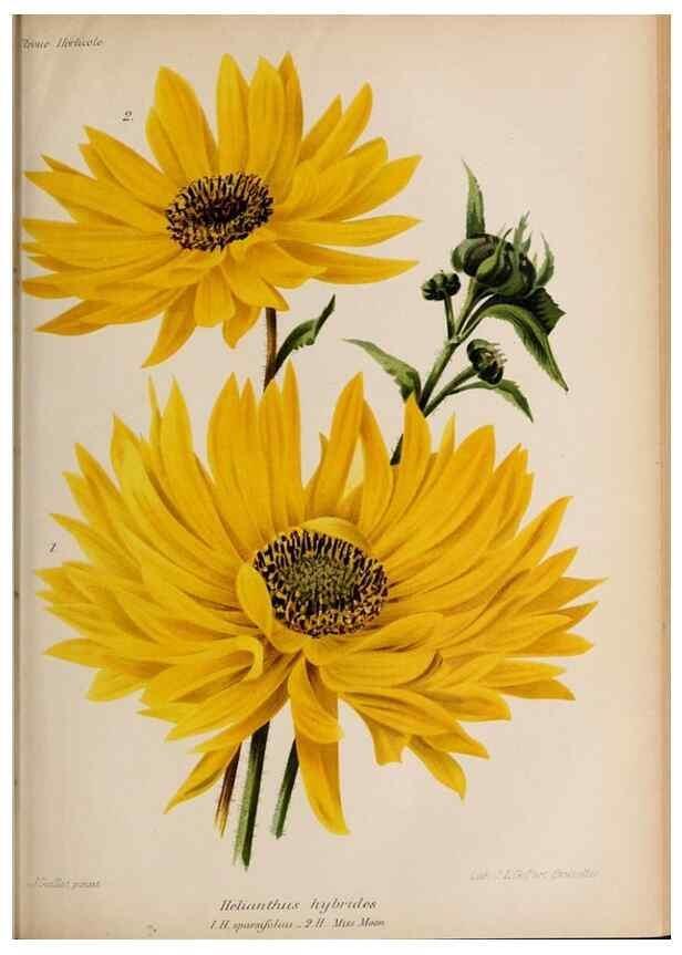 Reproducción/Reproduction 49643689091: Revue horticole.. Paris :Librairie agricole de la maison rustique,1829-1974.. 