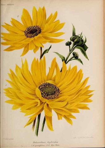 Reproducción/Reproduction 49643689091: Revue horticole.. Paris :Librairie agricole de la maison rustique,1829-1974.. 