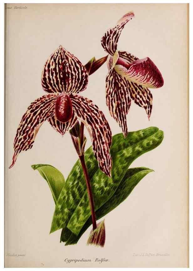 Reproducción/Reproduction 49643689236: Revue horticole.. Paris :Librairie agricole de la maison rustique,1829-1974.. 