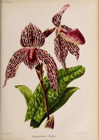 Reproducción/Reproduction 49643689236: Revue horticole.. Paris :Librairie agricole de la maison rustique,1829-1974.. 
