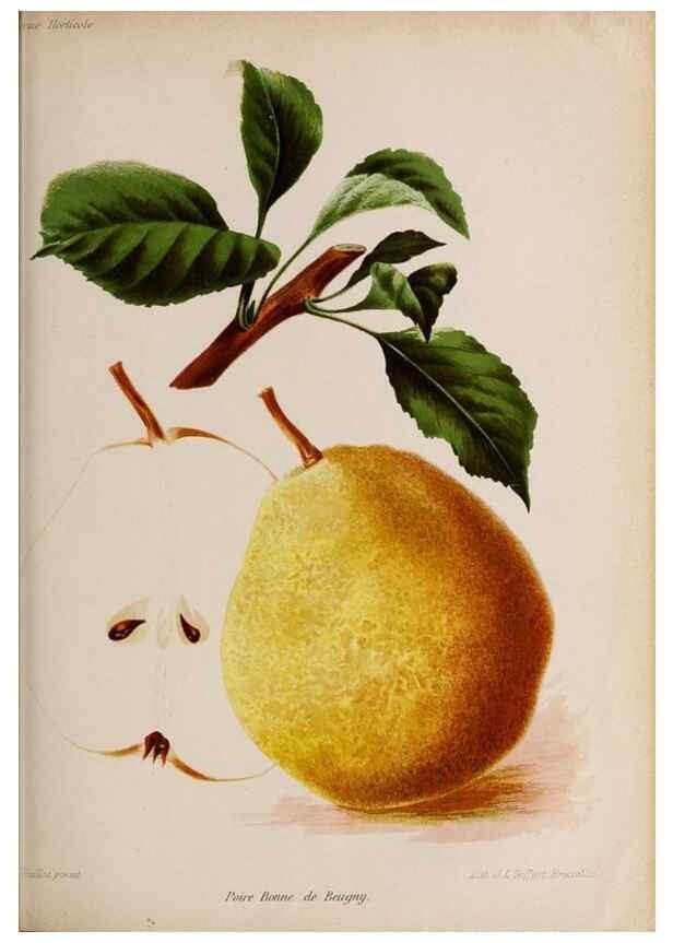 Reproducción/Reproduction 49643163208: Revue horticole.. Paris :Librairie agricole de la maison rustique,1829-1974.. 