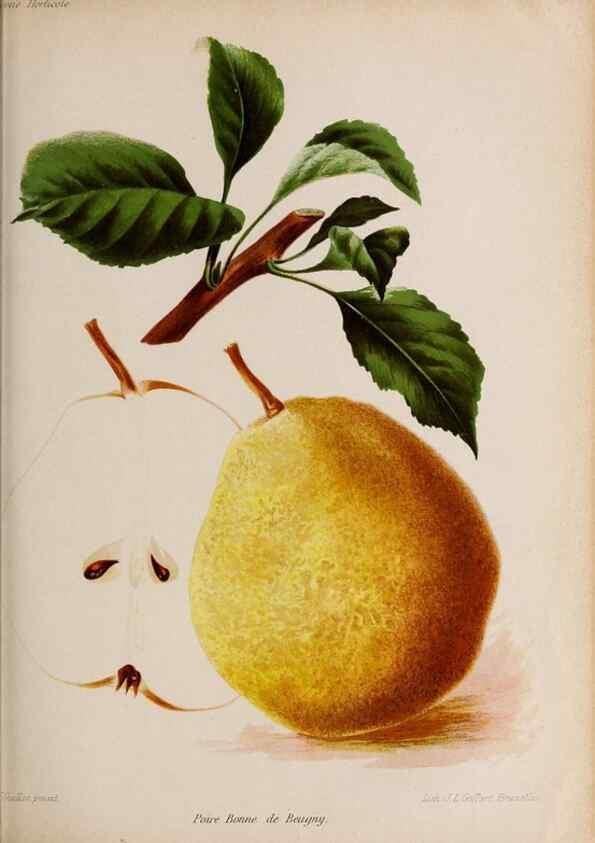 Reproducción/Reproduction 49643163208: Revue horticole.. Paris :Librairie agricole de la maison rustique,1829-1974.. 