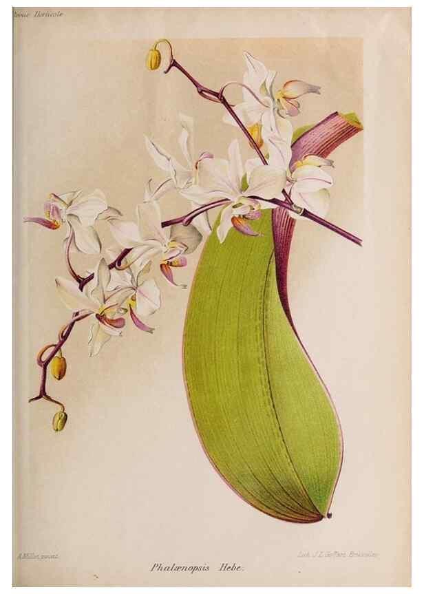 Reproducción/Reproduction 49643967302: Revue horticole.. Paris :Librairie agricole de la maison rustique,1829-1974.. 