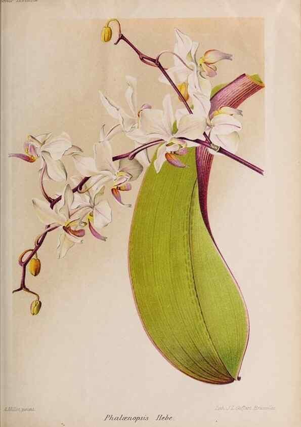 Reproducción/Reproduction 49643967302: Revue horticole.. Paris :Librairie agricole de la maison rustique,1829-1974.. 