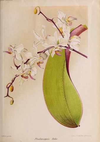 Reproducción/Reproduction 49643967302: Revue horticole.. Paris :Librairie agricole de la maison rustique,1829-1974.. 