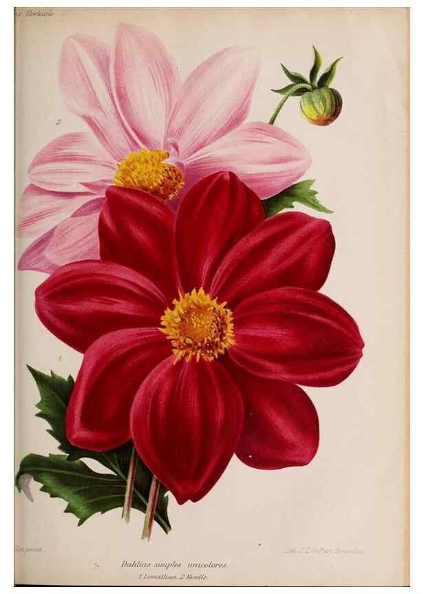 Reproducción/Reproduction 49643967482: Revue horticole.. Paris :Librairie agricole de la maison rustique,1829-1974.. 