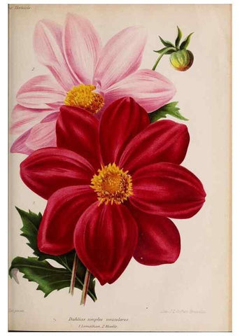 Reproducción/Reproduction 49643967482: Revue horticole.. Paris :Librairie agricole de la maison rustique,1829-1974.. 