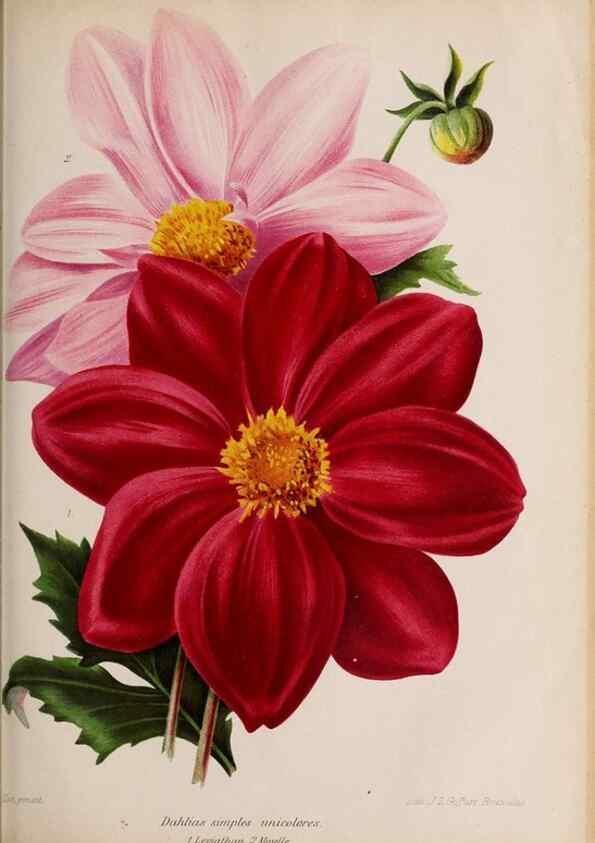 Reproducción/Reproduction 49643967482: Revue horticole.. Paris :Librairie agricole de la maison rustique,1829-1974.. 