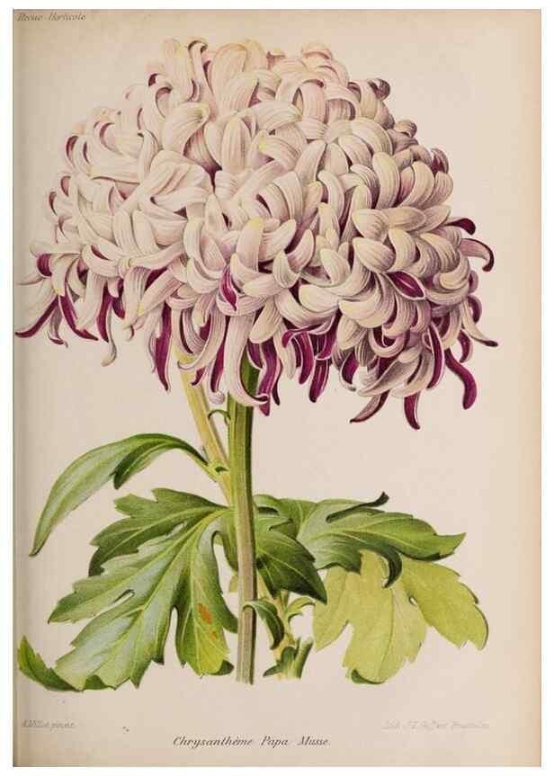 Reproducción/Reproduction 49643967712: Revue horticole.. Paris :Librairie agricole de la maison rustique,1829-1974.. 