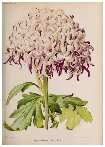 Reproducción/Reproduction 49643967712: Revue horticole.. Paris :Librairie agricole de la maison rustique,1829-1974.. 