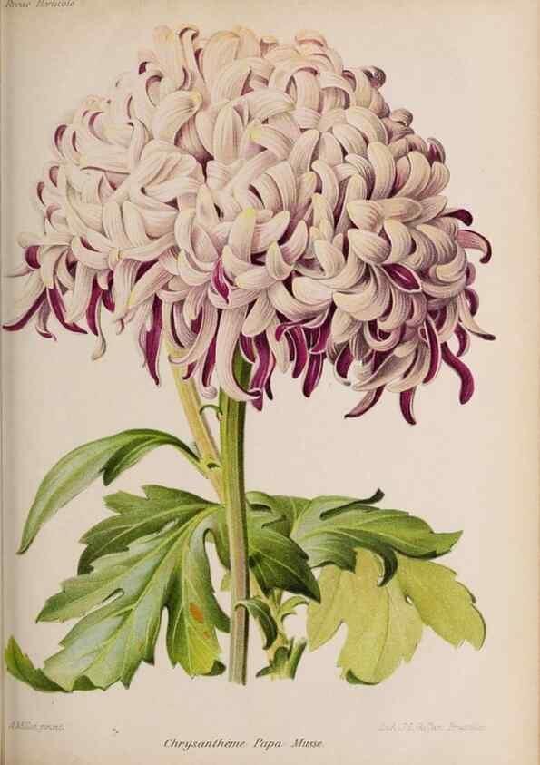 Reproducción/Reproduction 49643967712: Revue horticole.. Paris :Librairie agricole de la maison rustique,1829-1974.. 