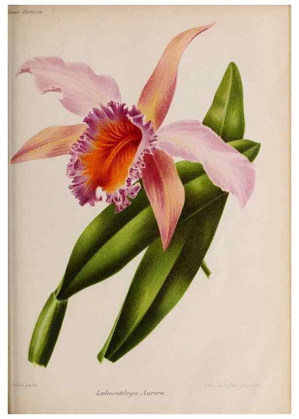 Reproducción/Reproduction 49643967992: Revue horticole.. Paris :Librairie agricole de la maison rustique,1829-1974.. 