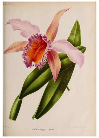 Reproducción/Reproduction 49643967992: Revue horticole.. Paris :Librairie agricole de la maison rustique,1829-1974.. 