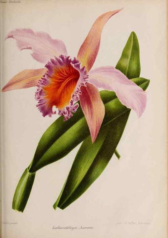 Reproducción/Reproduction 49643967992: Revue horticole.. Paris :Librairie agricole de la maison rustique,1829-1974.. 
