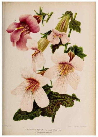 Reproducción/Reproduction 49643968302: Revue horticole.. Paris :Librairie agricole de la maison rustique,1829-1974.. 