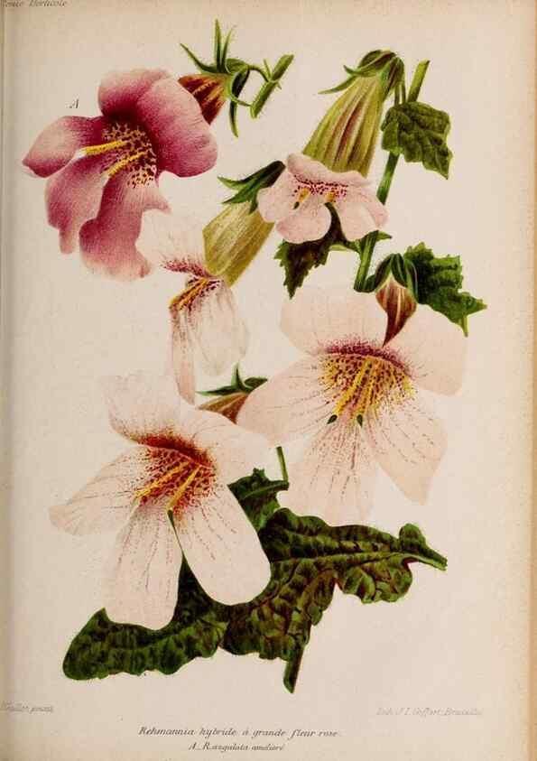Reproducción/Reproduction 49643968302: Revue horticole.. Paris :Librairie agricole de la maison rustique,1829-1974.. 