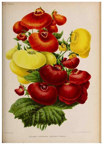 Reproducción/Reproduction 49643164768: Revue horticole.. Paris :Librairie agricole de la maison rustique,1829-1974.. 