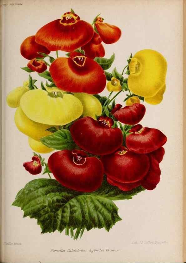 Reproducción/Reproduction 49643164768: Revue horticole.. Paris :Librairie agricole de la maison rustique,1829-1974.. 