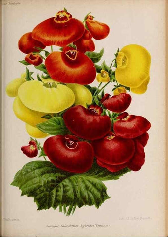 Reproducción/Reproduction 49643164768: Revue horticole.. Paris :Librairie agricole de la maison rustique,1829-1974.. 