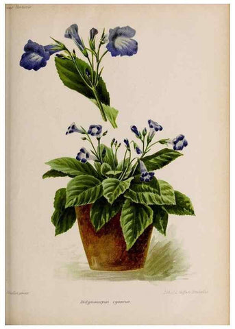 Reproducción/Reproduction 49643164978: Revue horticole.. Paris :Librairie agricole de la maison rustique,1829-1974.. 