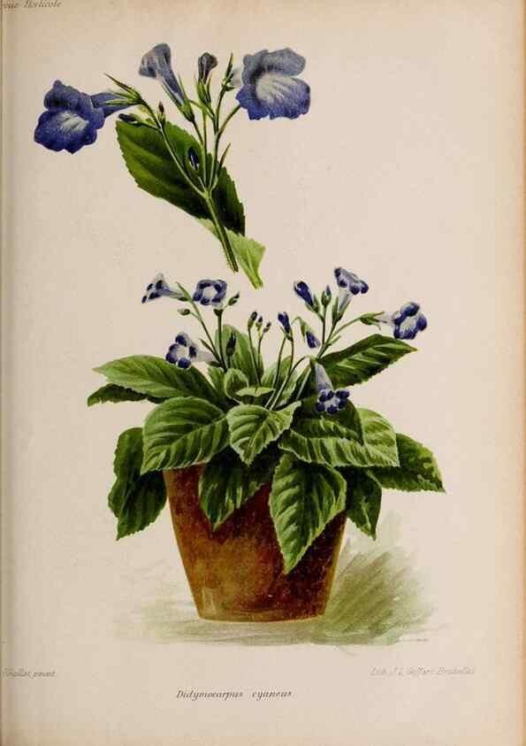 Reproducción/Reproduction 49643164978: Revue horticole.. Paris :Librairie agricole de la maison rustique,1829-1974.. 