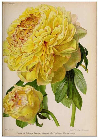 Reproducción/Reproduction 49643165183: Revue horticole.. Paris :Librairie agricole de la maison rustique,1829-1974.. 