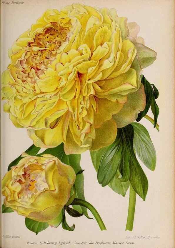 Reproducción/Reproduction 49643165183: Revue horticole.. Paris :Librairie agricole de la maison rustique,1829-1974.. 