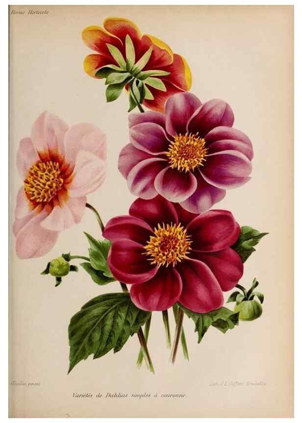 Reproducción/Reproduction 49643965672: Revue horticole.. Paris :Librairie agricole de la maison rustique,1829-1974.. 