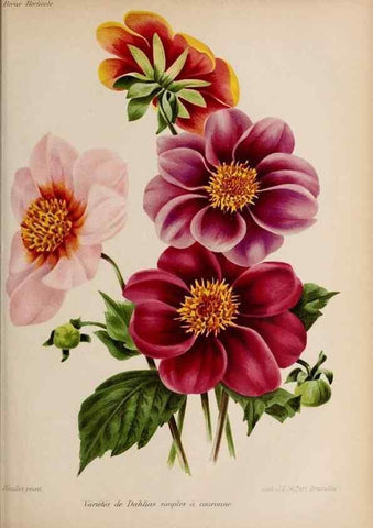 Reproducción/Reproduction 49643965672: Revue horticole.. Paris :Librairie agricole de la maison rustique,1829-1974.. 