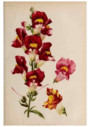 Reproducción/Reproduction 49643161733: Revue horticole.. Paris :Librairie agricole de la maison rustique,1829-1974.. 