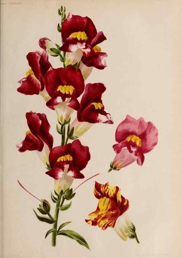 Reproducción/Reproduction 49643161733: Revue horticole.. Paris :Librairie agricole de la maison rustique,1829-1974.. 