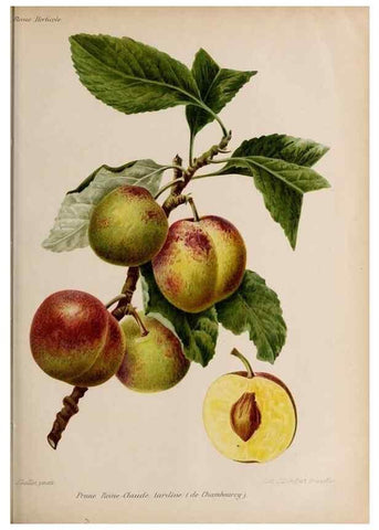 Reproducción/Reproduction 49643161503: Revue horticole.. Paris :Librairie agricole de la maison rustique,1829-1974.. 
