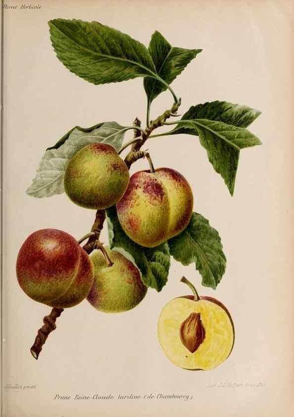 Reproducción/Reproduction 49643161503: Revue horticole.. Paris :Librairie agricole de la maison rustique,1829-1974.. 