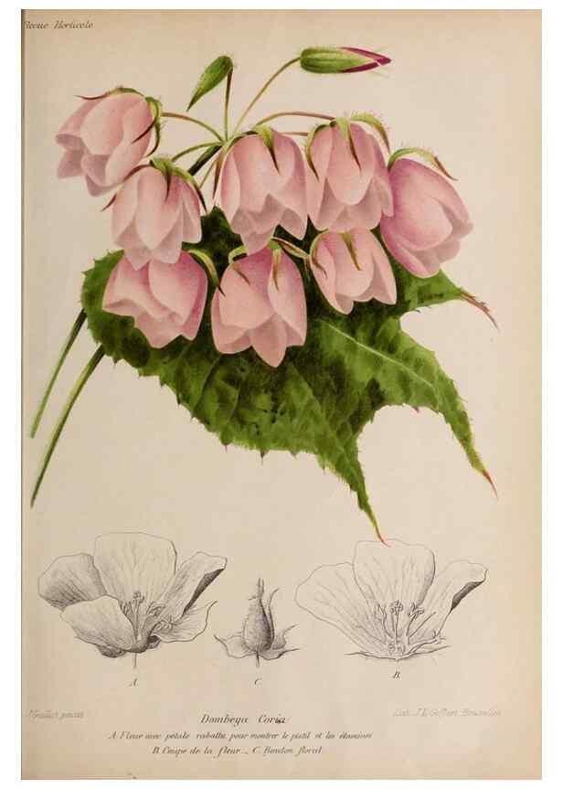 Reproducción/Reproduction 49643965162: Revue horticole.. Paris :Librairie agricole de la maison rustique,1829-1974.. 