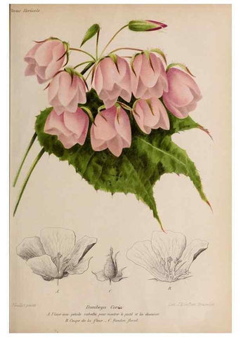 Reproducción/Reproduction 49643965162: Revue horticole.. Paris :Librairie agricole de la maison rustique,1829-1974.. 