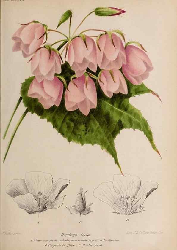 Reproducción/Reproduction 49643965162: Revue horticole.. Paris :Librairie agricole de la maison rustique,1829-1974.. 