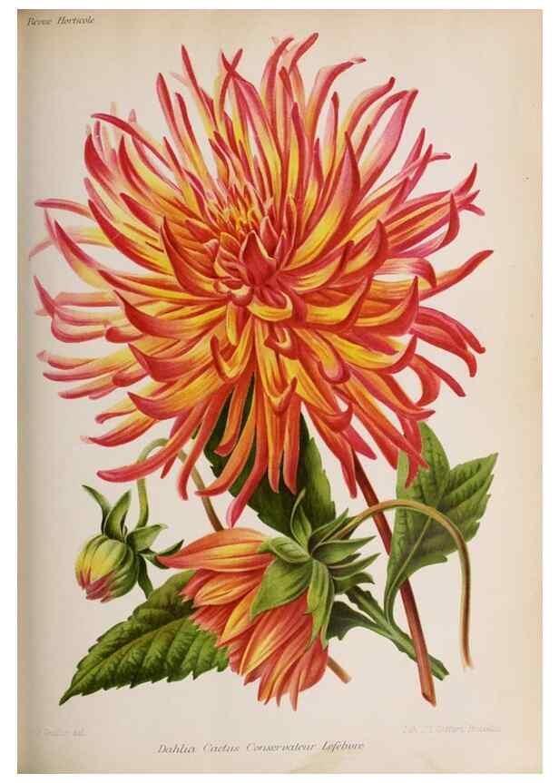 Reproducción/Reproduction 49643640791: Revue horticole.. Paris :Librairie agricole de la maison rustique,1829-1974.. 