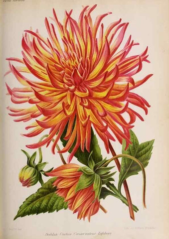 Reproducción/Reproduction 49643640791: Revue horticole.. Paris :Librairie agricole de la maison rustique,1829-1974.. 