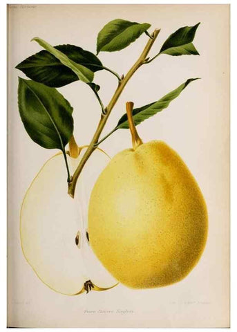Reproducción/Reproduction 49643641031: Revue horticole.. Paris :Librairie agricole de la maison rustique,1829-1974.. 