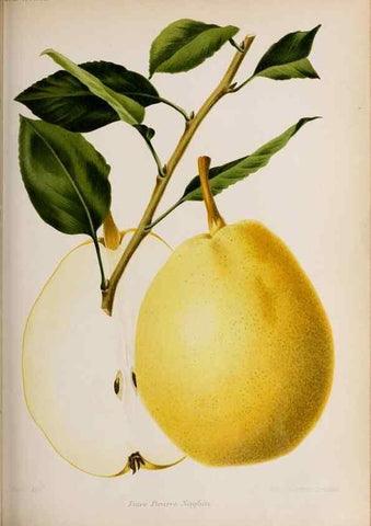 Reproducción/Reproduction 49643641031: Revue horticole.. Paris :Librairie agricole de la maison rustique,1829-1974.. 