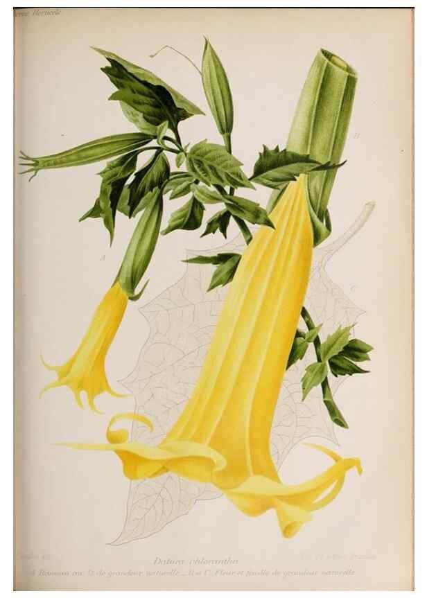Reproducción/Reproduction 49643917862: Revue horticole.. Paris :Librairie agricole de la maison rustique,1829-1974.. 
