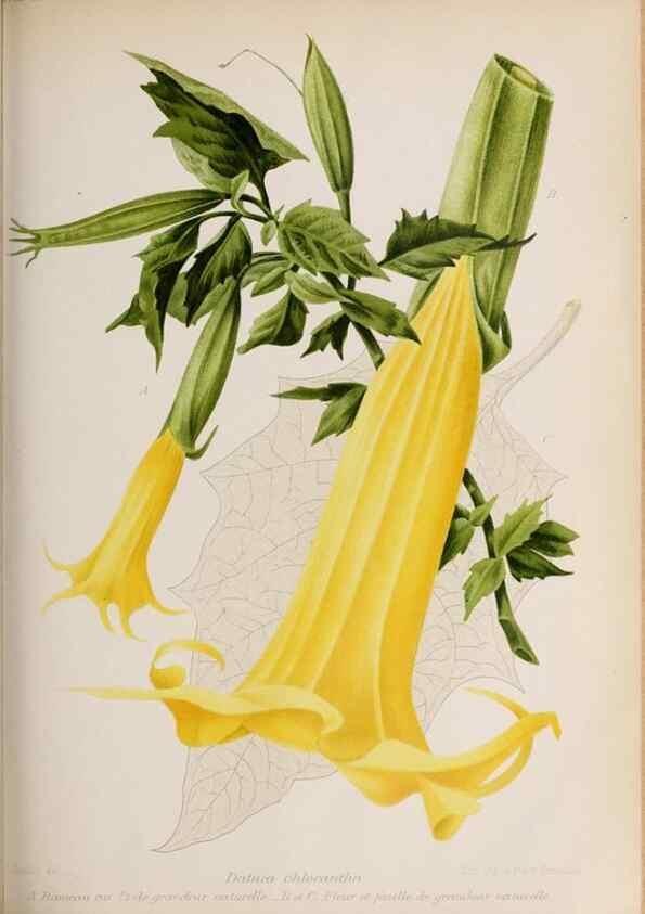 Reproducción/Reproduction 49643917862: Revue horticole.. Paris :Librairie agricole de la maison rustique,1829-1974.. 
