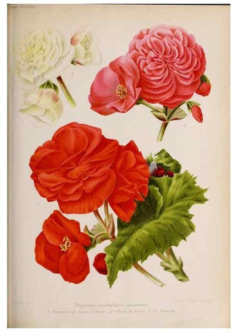 Reproducción/Reproduction 49643114613: Revue horticole.. Paris :Librairie agricole de la maison rustique,1829-1974.. 